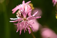 Lychnis flos-cuculi